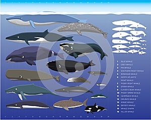 Whale Sizes Comparisons Cartoon Vector Illustration Set