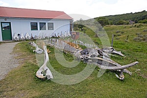 Whale skeleton at museum at Estancia Harberton in Tierra del Fuego, Patagonia, Argentina