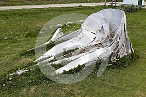 Whale skeleton at museum at Estancia Harberton in Tierra del Fuego, Patagonia, Argentina photo