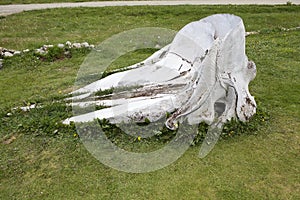 Whale skeleton at museum at Estancia Harberton in Tierra del Fuego, Patagonia, Argentina photo