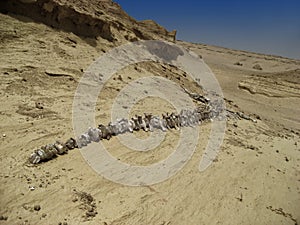 Whale skeleton in Wadi El Hitan (Valley of the Whales), paleontological site in the Faiyum (Egypt)