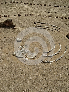 Whale skeleton in Wadi El Hitan (Valley of the Whales), paleontological site in the Faiyum (Egypt)