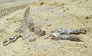 Whale skeleton in Wadi El Hitan (Valley of the Whales), paleontological site in the Faiyum (Egypt) photo