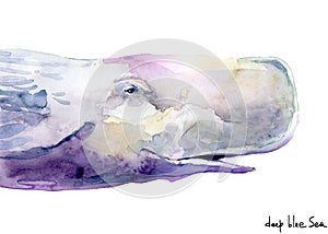 Whale. sperm whale watercolor illustration.