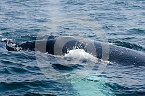 Humpback whale spouting photo