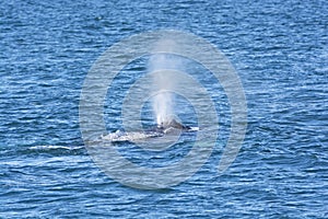 Whale Spouting in the Ocean
