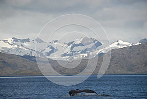 Whale in Strait of Magellan photo