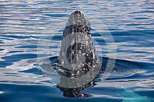 Samana Bay Whales photo