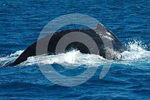 Whale Surfacing