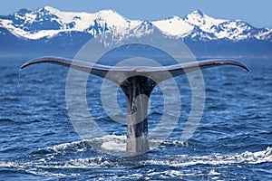 Whale tail