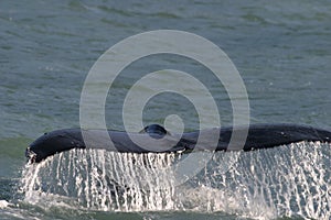 Whale Tail Alaska