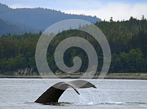 Whale Tail, Alaska