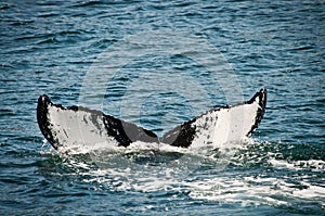 Whale tail in alaska