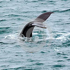 Whale fluke - tail - coming out water, Arctic Ocean, Greenland