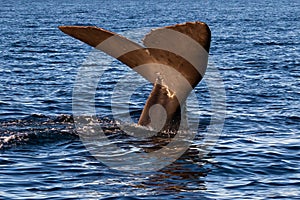 Whale tail flip before diving