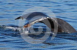 Whale tail / fluke in Cabo San Lucas Mexico