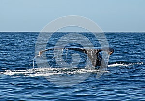Whale tail / fluke in Cabo San Lucas Mexico