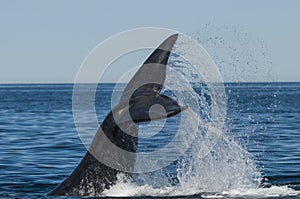 Whale tail fluke, Patagonia, Argentina photo
