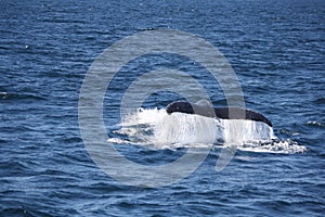 Whale tail fluke submerging