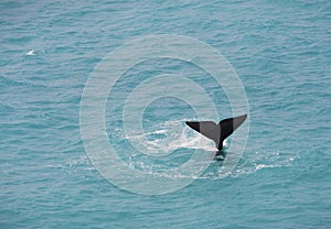 Whale Tail