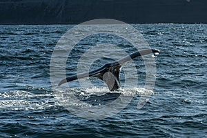 Whale tail, lobtailing, endangered species,Chubut Province