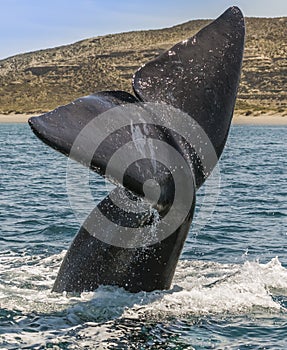 Whale tail in Peninsula Valdes, photo