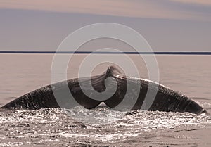 Whale tail in Peninsula Valdes,, photo