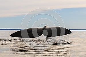 Whale tail in Peninsula Valdes,, photo