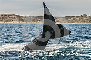 Whale tail in Peninsula Valdes,, photo