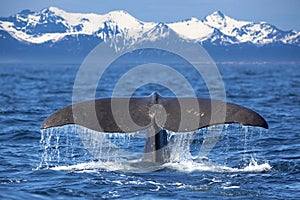 Veľryba chvost 