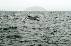 a whale tail is sticking out of the water by itself