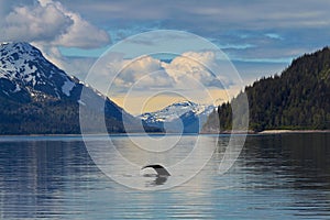 Whale Tail in the still waters of Alaska