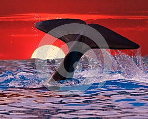 Whale Tail in Sunset