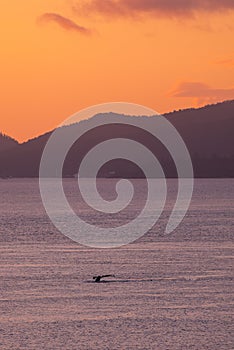 Whale tail at Sunset from Ocean View House on Long Island - Vertical Photo