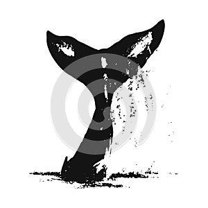 Whale tail vector