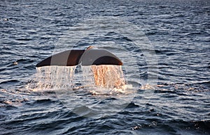 Whale tail with water drops