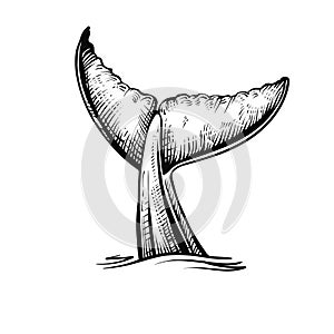 Whale tail in the water, vector illustration.