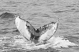 Whalewatching on Iceland
