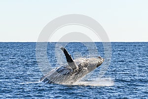 Whale about to land back into the ocean after breaching