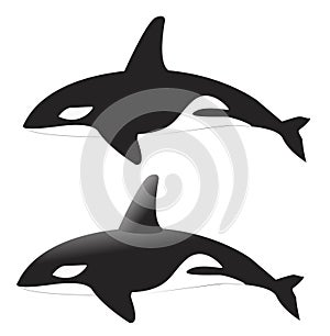 Whale Vector