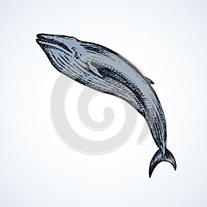 Whale. Vector drawing