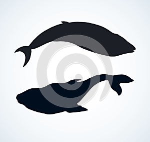 Whale. Vector drawing