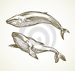 Whale. Vector drawing