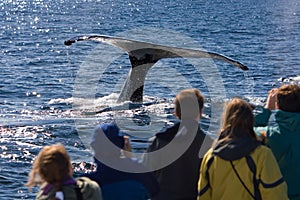 Whale watching photo