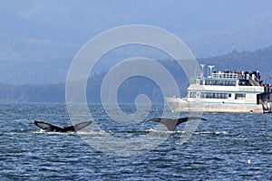 Whale Watching in Alaska