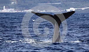 Whale watching Azores islands - sperm whale 01