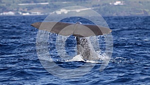Whale watching Azores islands - sperm whale 02