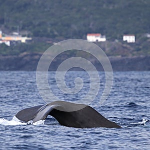 Whale watching Azores islands - sperm whale 03