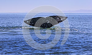 Whale watching in Baja photo