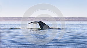 Whale watching in Baja photo